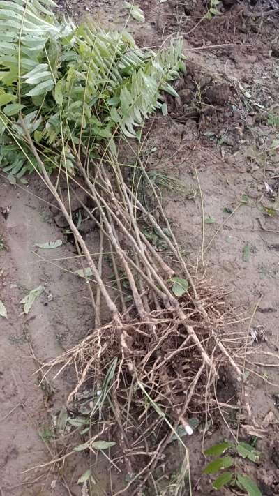 出售臭椿苗，巨峰葡萄苗。药用连翘苗，科研五号优质种苗，2/5年苗，药用连翘树，挂果树，全国包邮到家！财富密码18534302961