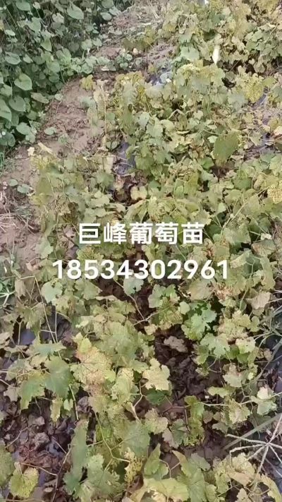 巨峰葡萄苗，一年扦插苗，苗圃基地直销。需要联系我18534302961