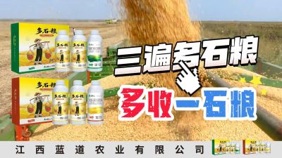 冬季种植，油菜，小麦，草莓等作物的，出现了除草剂药害，黄叶，僵苗，苗不长等问题，马上用多石粮，确保5天见到效果。