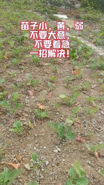 油菜苗子弱苗子小，就用多石粮，5天见效果。