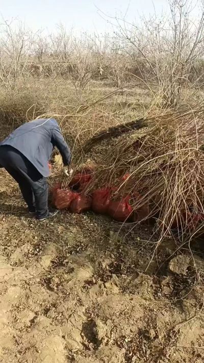出售药用连翘苗，科研五号优质种苗，2/5年苗，药用连翘树，挂果树，全国包邮到家！财富密码18534302961出售药用连翘苗，科研五号优质种苗，2/5年苗，药用连翘树，挂果树，全国包邮到家！财富密码1