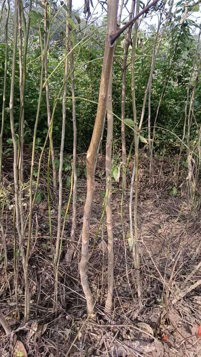 出售臭椿苗，巨峰葡萄苗。药用连翘苗，科研五号优质种苗，2/5年苗，药用连翘树，挂果树，全国包邮到家！财富密码18534302961