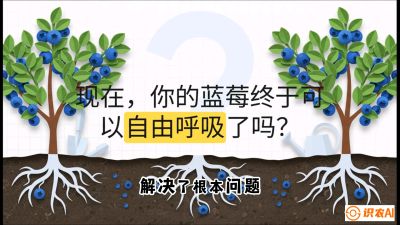 第3节：别把树&ldquo;憋死&rdquo;&mdash;&mdash;正确的定植与换盆手法,   课程：《蓝莓&ldquo;高产&rdquo;实战课：从选苗到丰收的10个关键点》