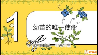 第6节：修剪决定产量（上）&mdash;&mdash;幼苗期与生长期修剪， 课程：《蓝莓&ldquo;高产&rdquo;实战课：从选苗到丰收的10个关键点》