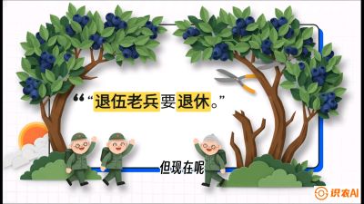 第7节：修剪决定产量（下）&mdash;&mdash;结果树的更新与疏果，课程：《蓝莓&ldquo;高产&rdquo;实战课：从选苗到丰收的10个关键点》