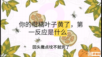 第一节：保命生死线&mdash;&mdash;黄龙病与木虱，课程：《柑橘十大病虫害：从入门到精通》