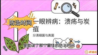 第三节：细菌与真菌&mdash;&mdash;溃疡病与炭疽病，课程：《柑橘十大病虫害：从入门到精通》