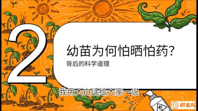 第02节：幼树管理&mdash;&mdash;&ldquo;防晒又防草，树势起得早&rdquo;，课程：《槟榔种植：从不懂到精通的10堂必修课》