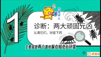 第06节：顽固虫害防治&mdash;&mdash;&ldquo;钻心虫与红蜘蛛，打准时间才服输&rdquo;《槟榔种植：从不懂到精通的10堂必修课》