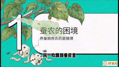第06节：虫口夺叶（上）&mdash;&mdash;物理与生物防控绝技，课程《桑海淘金：桑树高产与蚕桑安全进阶实战课》