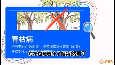 第08节：看不见的杀手&mdash;&mdash;青枯病与萎缩病，课程：《桑海淘金：桑树高产与蚕桑安全进阶实战课》