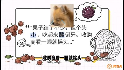 第10节：甜蜜的科学&mdash;&mdash;膨大、增甜与转色，课程：《桑海淘金：桑树高产与蚕桑安全进阶实战课》