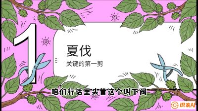 第11节：叶果双收&mdash;&mdash;特殊的夏伐与冬伐，课程：《桑海淘金：桑树高产与蚕桑安全进阶实战课》