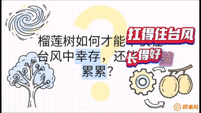 第四节：中国榴莲突围战：为生存重塑权型，抗台风矮化栽培与力学牵引，课程：《国产榴莲突围战：从泰国经验到中国实操的8堂必修课（高阶实战版）》
