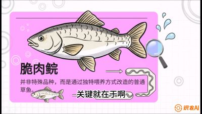 第六节：【老品升级&middot;脆肉鲩】如何让草鱼身价翻倍？，课程：《黄金鳞甲：2025中国淡水鱼高效养殖实战营》