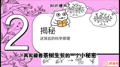 第04节（修剪篇）：树势复活术：从&ldquo;越剪越弱&rdquo;到&ldquo;枝繁叶茂&rdquo;的能量管理与夏秋茶逆袭，课程：《茶金时代：从&ldquo;看天吃饭&rdquo;到&ldquo;精准控局&rdquo;的茶叶高产提质实战课》