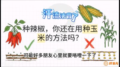 第1节：【品种定江山】工业辣椒vs小米辣：底肥公式与密度陷阱的&ldquo;百万生意经&rdquo;，课程：《辣椒种植实战特训营，从工业辣椒到精品小米辣，教你如何把&ldquo;草&rdquo;种成&ldquo;金&rdquo;》