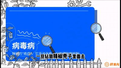 第5节：【病毒病阻击】辣椒的&ldquo;癌症&rdquo;怎么治？从&ldquo;绝收恐慌&rdquo;到&ldquo;带毒生产&rdquo;的逆转术，课程：《辣椒种植实战特训营，从工业辣椒到精品小米辣，教你如何把&ldquo;草&rdquo;种成&ldquo;金&rdquo;》