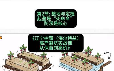 第二节： 整地与定植&mdash;&mdash;起垄是&ldquo;死命令&rdquo;，防涝是核心，课程：《辽宁树莓（海尔特兹）高产避坑实战课：从保苗到高价》