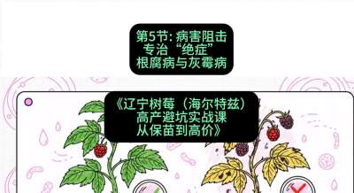 第五节： 病害阻击&mdash;&mdash;专治&ldquo;绝症&rdquo;根腐病与灰霉病，课程：《辽宁树莓（海尔特兹）高产避坑实战课：从保苗到高价》