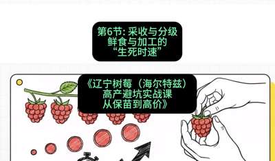 第六节： 采收与分级&mdash;&mdash;鲜食与加工的&ldquo;生死时速&rdquo;，课程：《辽宁树莓（海尔特兹）高产避坑实战课：从保苗到高价》