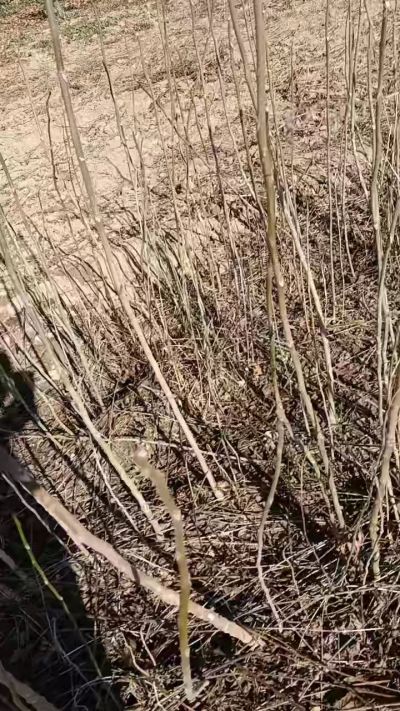 出售臭椿苗，巨峰葡萄苗。药用连翘苗，科研五号优质种苗，2/5年苗，药用连翘树，挂果树，全国包邮到家！财富密码18534302961