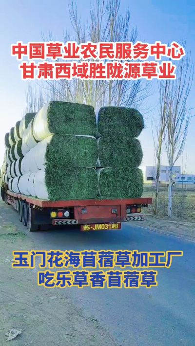 中国苜蓿草原产地批发苜蓿草 甘肃玉门胜陇源草业。18293765000
