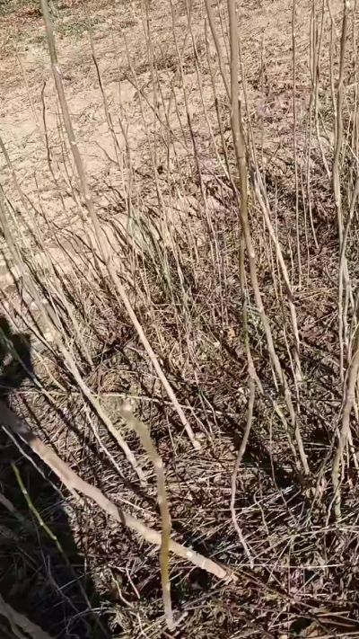 出售臭椿苗，巨峰葡萄苗。药用连翘苗，科研五号优质种苗，2/5年苗，药用连翘树，挂果树，全国包邮到家！财富密码18534302961