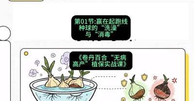 第01节：赢在起跑线&mdash;&mdash;种球的&ldquo;洗澡&rdquo;与&ldquo;消毒&rdquo;，课程：《卷丹百合&ldquo;无病高产&rdquo;植保实战课》#识农AI