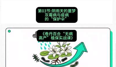 第03节：阴雨天的噩梦&mdash;&mdash;灰霉病与疫病的&ldquo;保护伞&rdquo;，课程：《卷丹百合&ldquo;无病高产&rdquo;植保实战课》#识农AI