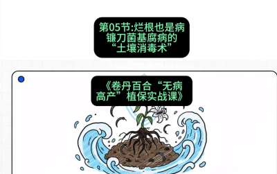 第05节：烂根也是病&mdash;&mdash;镰刀菌基腐病的&ldquo;土壤消毒术&rdquo; ，课程：《卷丹百合&ldquo;无病高产&rdquo;植保实战课》#识农AI