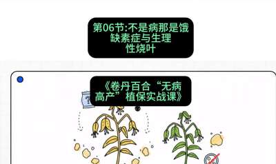 第06节：不是病那是饿&mdash;&mdash;缺素症与生理性烧叶 ，课程：《卷丹百合&ldquo;无病高产&rdquo;植保实战课》#识农AI