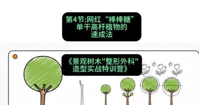 第04节：网红&ldquo;棒棒糖&rdquo;&mdash;&mdash;单干高杆植物的速成法，课程：《景观树木&ldquo;整形外科&rdquo;造型实战特训营》#识农AI