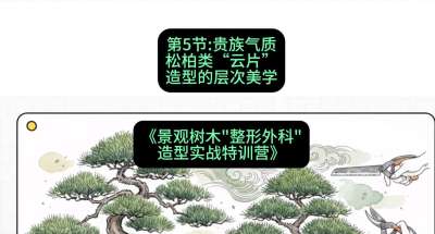 第05节：贵族气质&mdash;&mdash;松柏类&ldquo;云片&rdquo;造型的层次美学，课程：《景观树木&ldquo;整形外科&rdquo;造型实战特训营》#识农AI