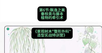 第06节：飘逸之美&mdash;&mdash;垂枝类与藤本植物的牵引术，课程：《景观树木&ldquo;整形外科&rdquo;造型实战特训营》#识农AI